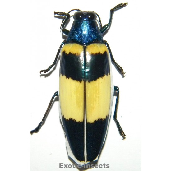 Chrysochroa mirabilis SPECIMEN 2  (45mm)