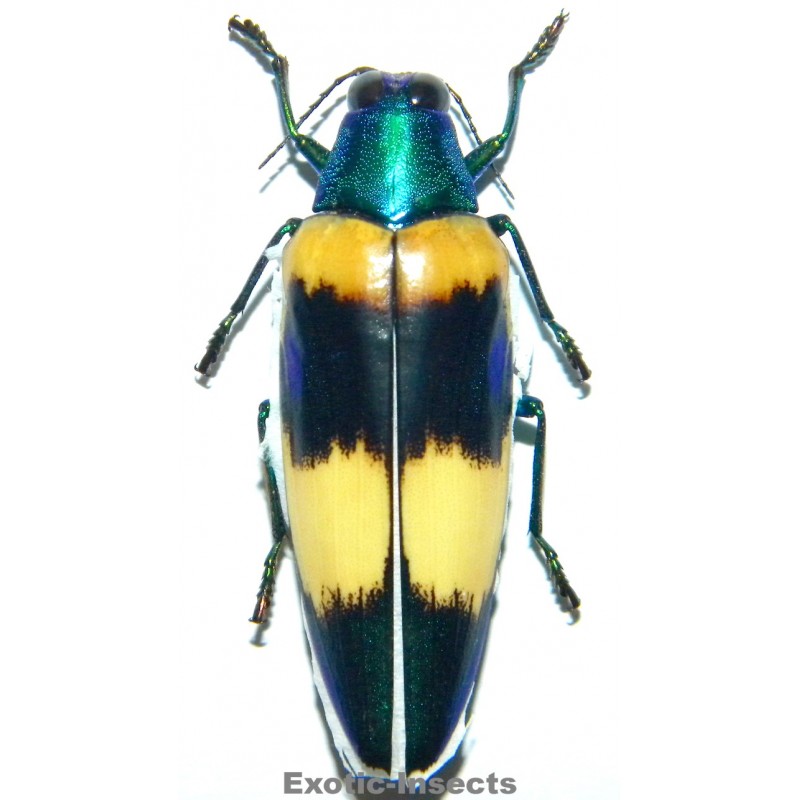 Chrysochroa mirabilis SPECIMEN 3  (48mm)