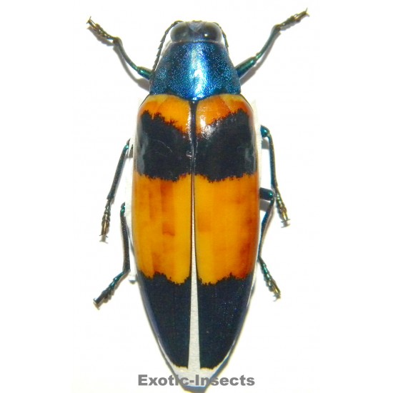 Chrysochroa mirabilis...