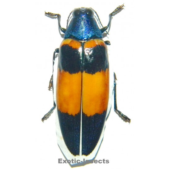 Chrysochroa mirabilis...