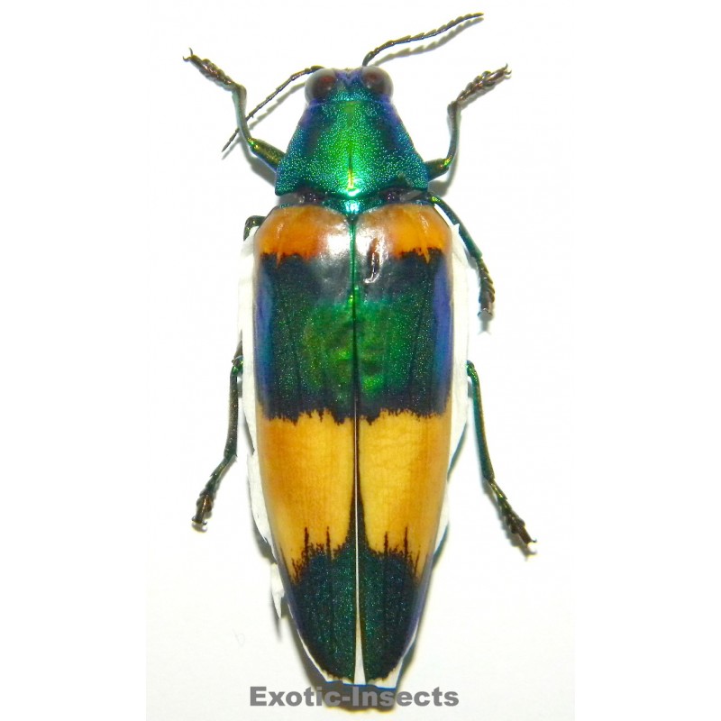 Chrysochroa mirabilis SPECIMEN 7  (53mm)