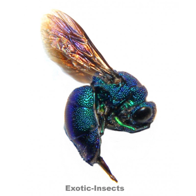 Chrysis comottii