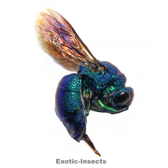 Chrysis comottii