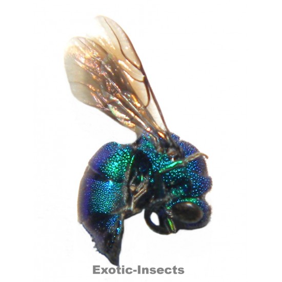 Chrysis decemdentata