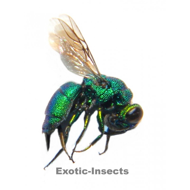 Trichrysis sp.01 (Cyarea GROUP)