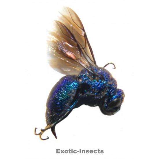 Chrysis cf. purpurea