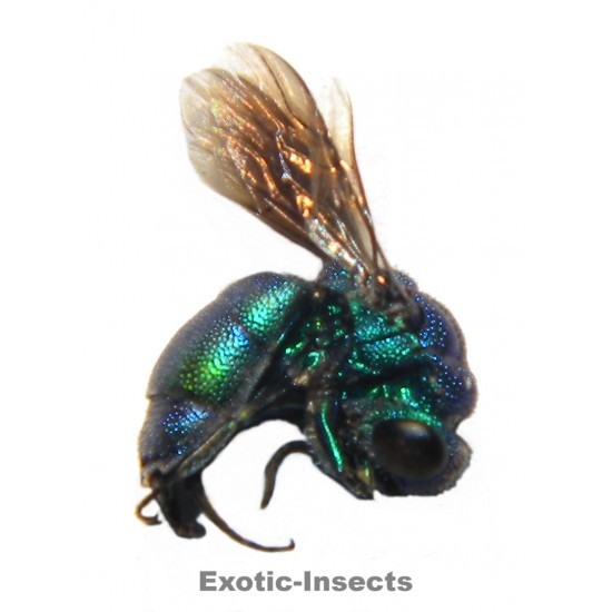 Trichrysis lusca