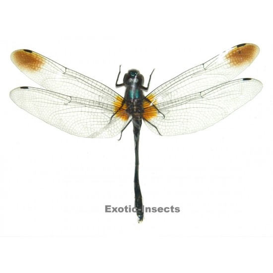 Zygonyx ida