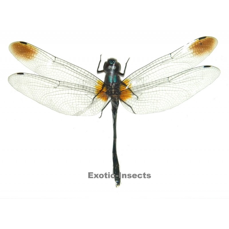 Zygonyx ida