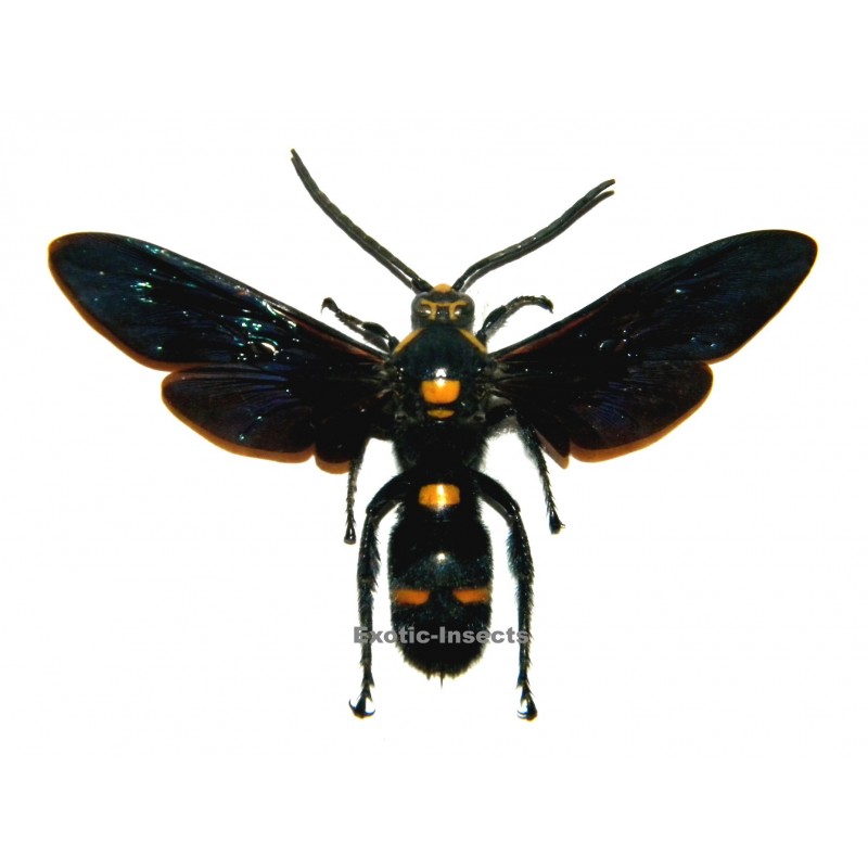 Megascolia procer