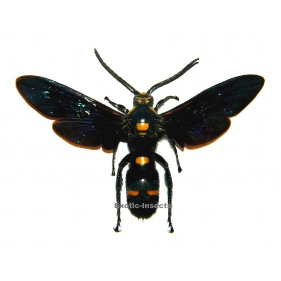 Megascolia procer