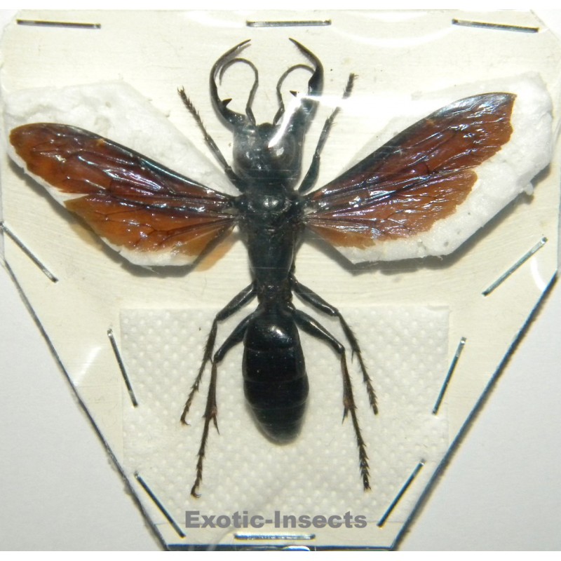 Megalara garuda (44mm)  SPECIMEN 01