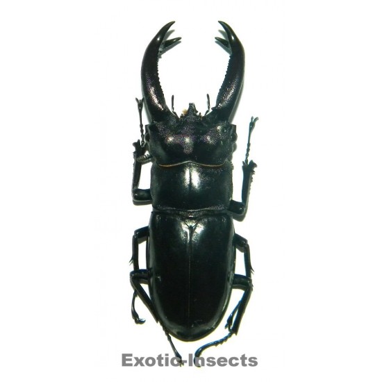 Hexarthrius buqueti (80-84mm)