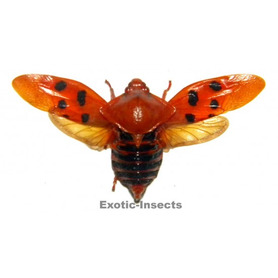 Cercopidae sp.13