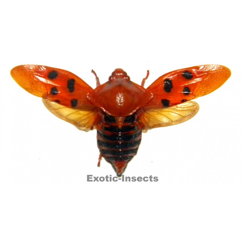 Cercopidae sp.13