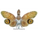 Fulgora laternaria