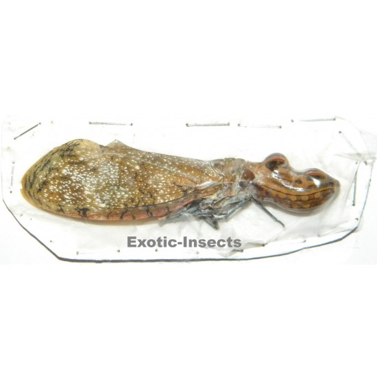 Fulgora laternaria