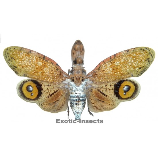 Fulgora laternaria