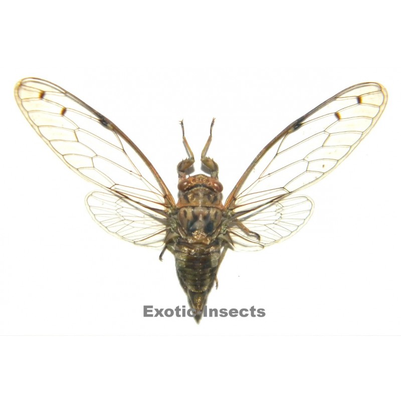 Cicadidae sp.09