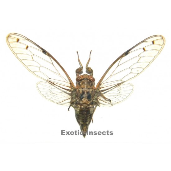 Cicadidae sp.09