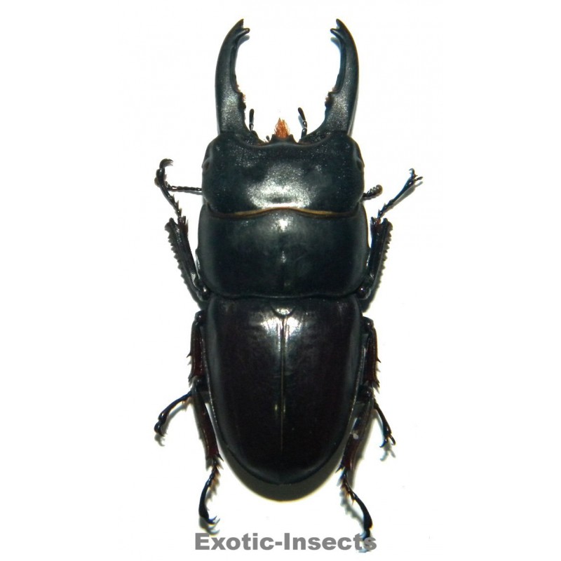 Dorcus taurus gyphaetus TELEDONTE (50-54mm)