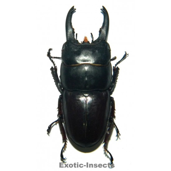 Dorcus taurus gyphaetus TELEDONTE (50-54mm)