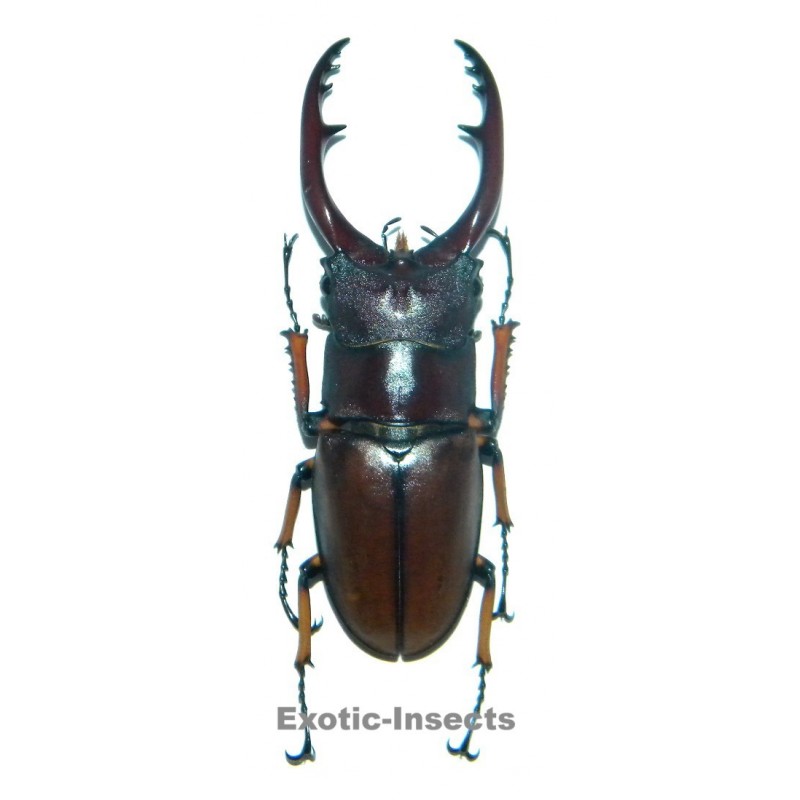 Prosopocoilus astacoides pallidipennis (50-54mm)