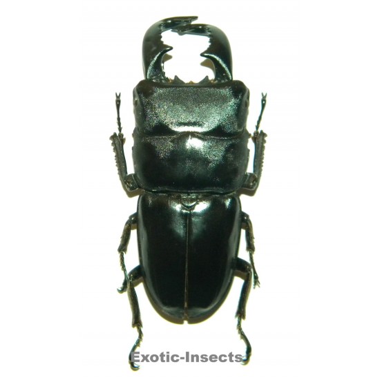 Dorcus bucephalus (70-74mm)