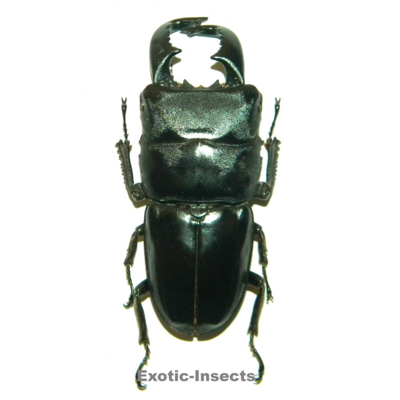 Dorcus bucephalus (60-69mm)