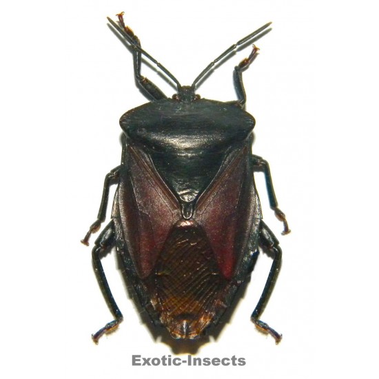 Eusthenes robustus