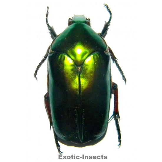 Agestrata dehaan