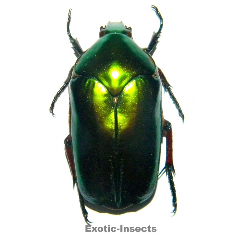 Agestrata dehaan