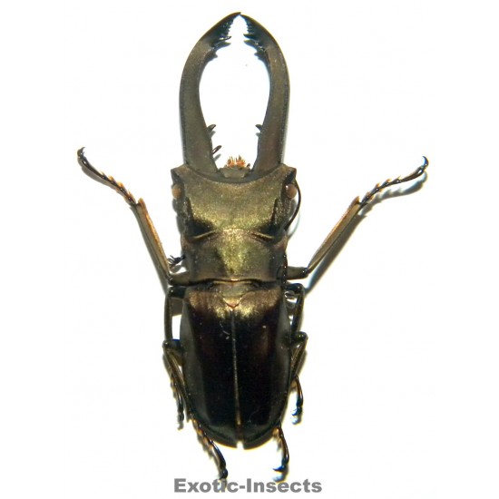 Cyclommatus eximius (43mm)...