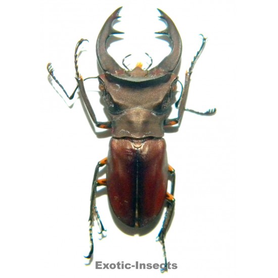 Cyclommatus margaritae...