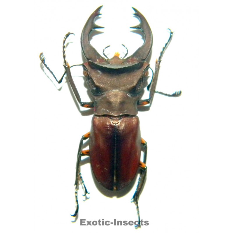 Cyclommatus margaritae yapensis  (36mm) SPECIMEN 01