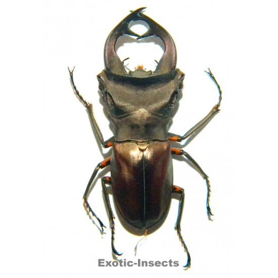 Cyclommatus weinreichi...