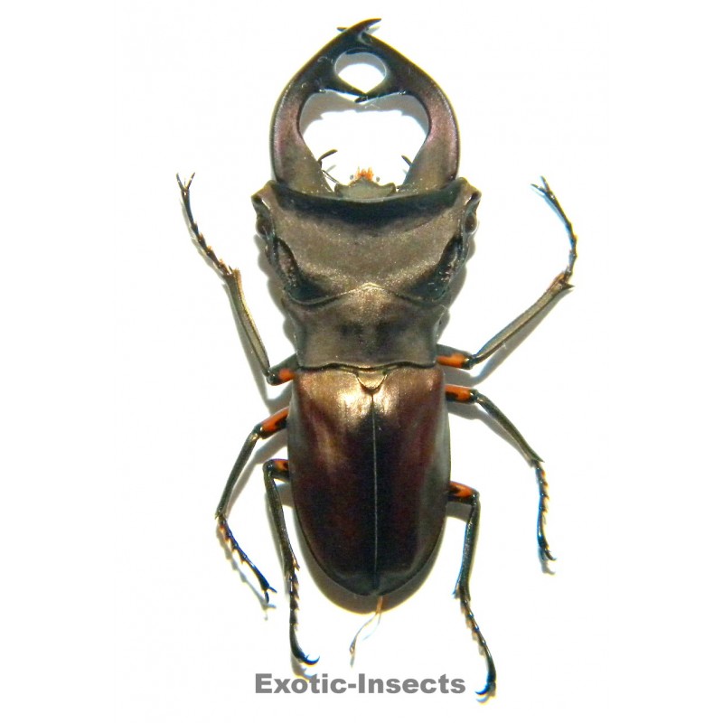 Cyclommatus weinreichi (38mm)  SPECIMEN 01