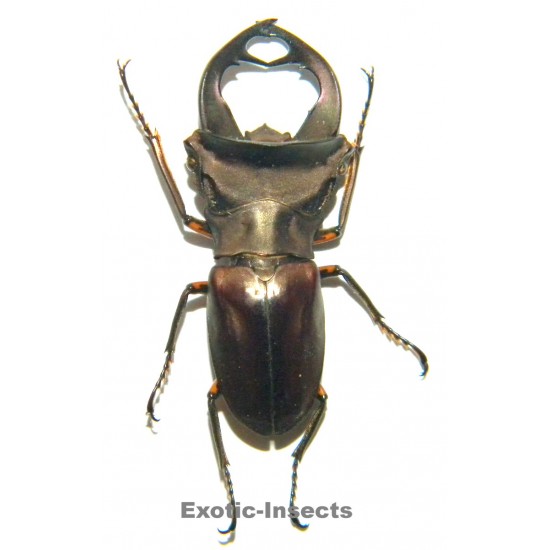 Cyclommatus weinreichi...