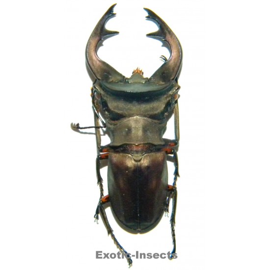 Cyclommatus weinreichi (44mm)  SPECIMEN 03