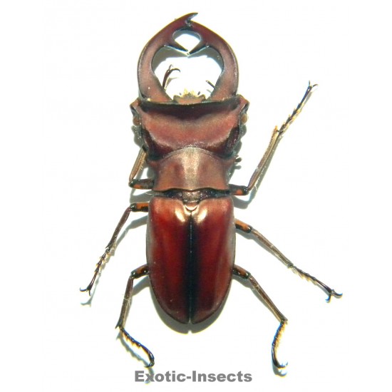 Cyclommatus weinreichi...