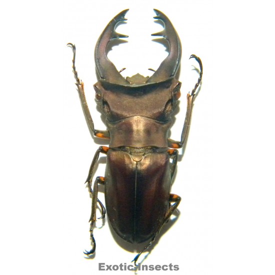 Cyclommatus weinreichi...