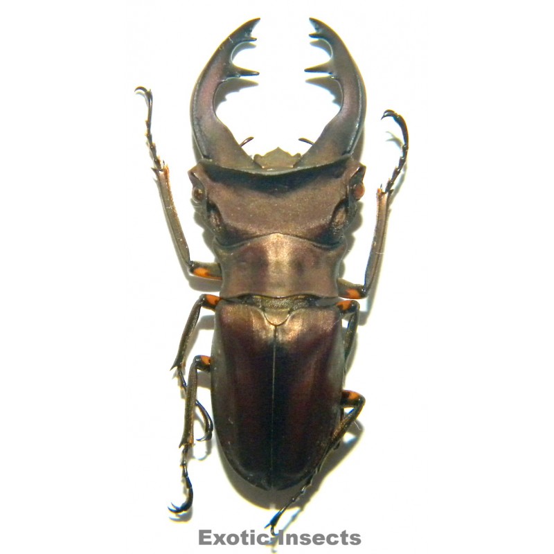 Cyclommatus weinreichi (39mm)  SPECIMEN 05