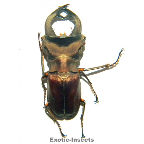 Cyclommatus weinreichi...