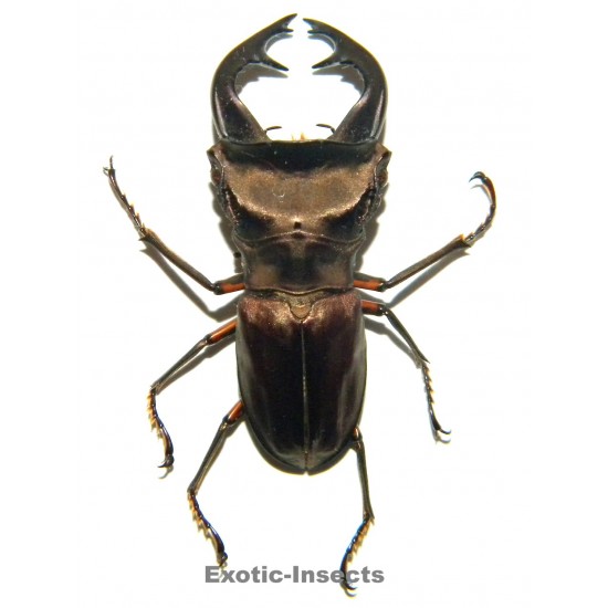 Cyclommatus weinreichi...