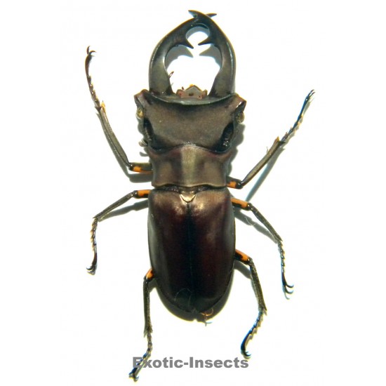 Cyclommatus weinreichi...
