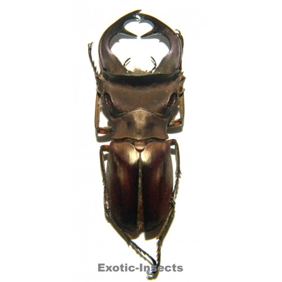 Cyclommatus weinreichi...