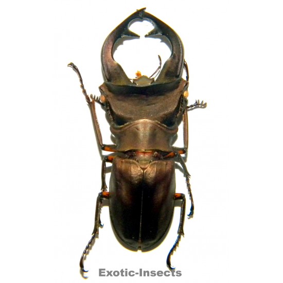 Cyclommatus weinreichi (44mm)  SPECIMEN 10