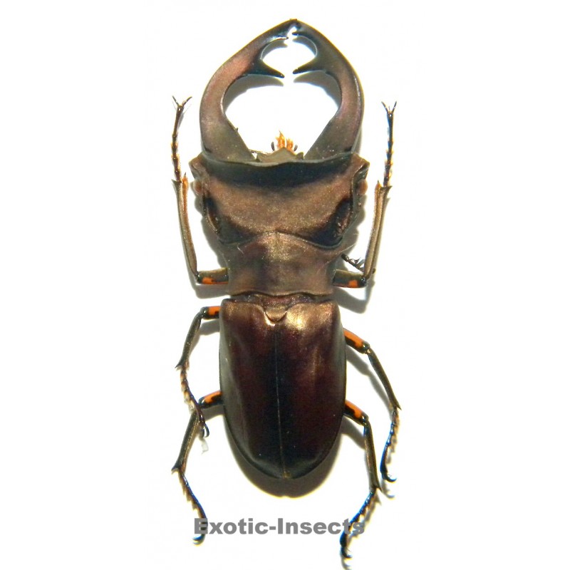 Cyclommatus weinreichi (40mm)  SPECIMEN 11