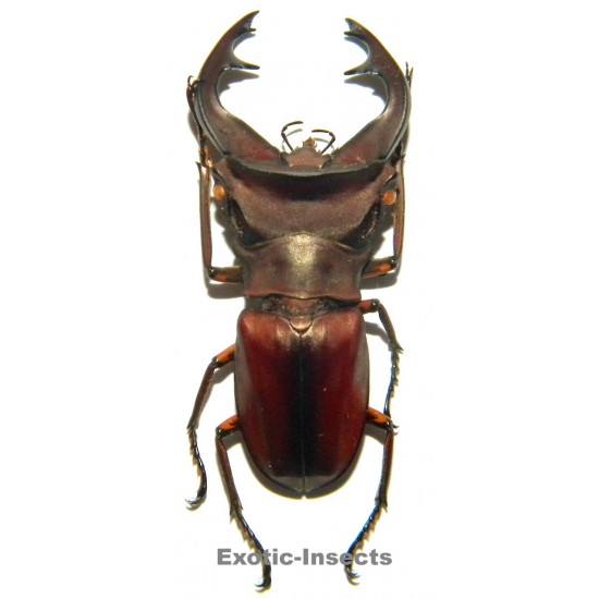 Cyclommatus weinreichi...