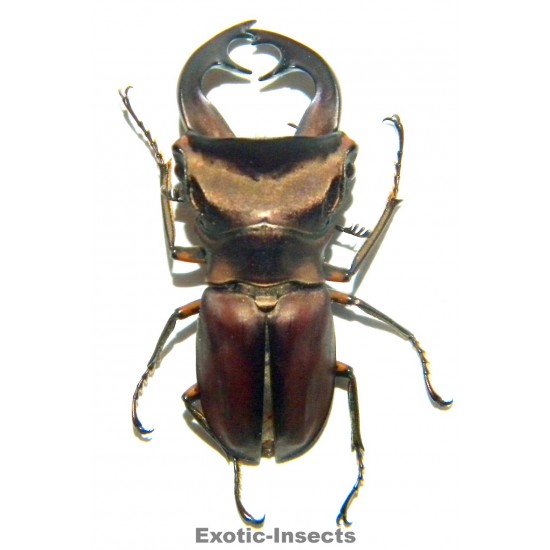 Cyclommatus weinreichi (39mm)  SPECIMEN 13
